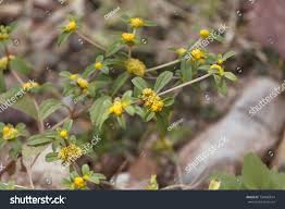 Image result for Flaveria bidentis