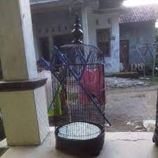 We did not find results for: Kandang Kurunagan Bekas Burung Lovebrid Shopee Indonesia
