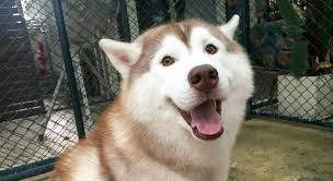 See rare and hard to find dog breeds at big dog cafe bangkok, from chow chow to alaskan malamute, borzoi and more! First Husky Cafe In Klang Valley Officially Opens And We Can T Be Any More Excited World Of Buzz