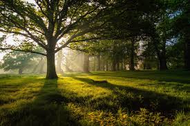 #richmond gardens #richmond park #portrait #lensblr #photographers on tumblr #artists on tumblr #flowers. Thanks To Simon Wilkes For Making This Photo Of Richmond Park Richmond United Kingdom Available Freely On Unsplash Trees Photo Ireland Pictures Scenery