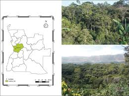 Image result for Tarenna pavettoides