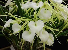 清水柾孝さん厳選 育てやすくて美しい花が咲くラン10選 Lovegreen ラブグリーン