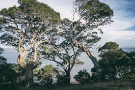 The Ancient Moonah Ancient Landscape Image