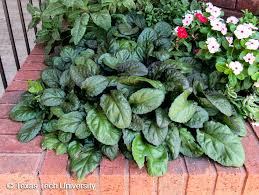 Image result for Ajuga