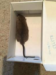 145 homes for sale in wappingers falls, ny. Buggsies Pest Services Inc Wappingers Falls Poughkeepsie Ny Pest Control