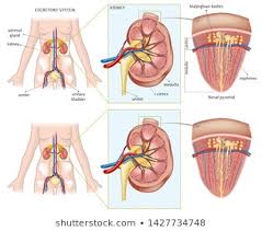 Female Anatomy Organs Images Stock Photos Vectors