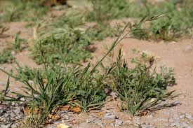 Image result for Bromus catharticus