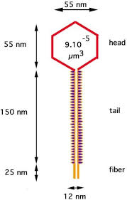 This virus is temperate and may reside within the genome of its. Lambda Phage Alchetron The Free Social Encyclopedia