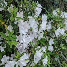 Gg gerbing' displays loads of large, 3 to 4. Rhododendron Indica Mrs G G Gerbing G G Gerbing Azalea Servescape