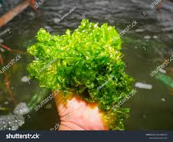 Image result for Ulva rigida