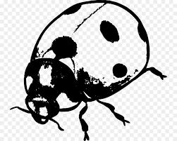 Mariquita En Blanco Y Negro Escarabajo Imagen Png Imagen Transparente Descarga Gratuita La combinación perfecta entre moda y elegancia. negro escarabajo imagen png