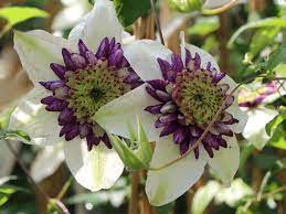 Plant the top of the root ball 8cm below the soil surface. Clematis Viennetta Tm Evipo 006 N Clematis Florida Viennetta Tm Evipo 006 N Baumschule Horstmann