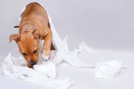 Why Is My Dog Eating Toilet Paper K9 Informer