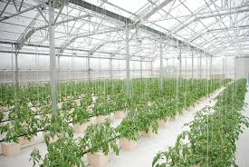 A Commercial Hydroponics System Manufactured By Rimol Greenhouse Systems Hydroponics System Hydroponic Growing Hydroponics