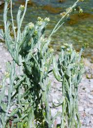 Image result for Helichrysum sulfureofuscum
