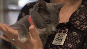 It is the most populous city in the state of florida measured by the number of residents. Feline Fine Orlando Cat Cafe Celebrates Anniversary