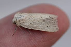 Image result for Photedes extrema