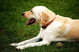 Skin that springs back immediately doesn't definitively rule out potential dehydration, but skin that does not spring right back definitely indicates that your dog is dehydrated. How To Tell If Your Dog Is Dehydrated And What To Do