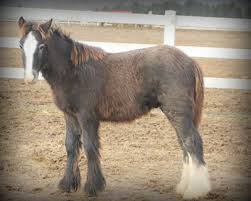 Dakota spirit ori is 14.3h buckskin gypsy stallion born in 2011 registered with the gypsy vanner horse society and recognized in the gypsy vanner horse… view details stud fee: Lex Lin Gypsy Ranch Gypsy Cob Foals Of Unique Color Lex Lin Gypsy Ranch