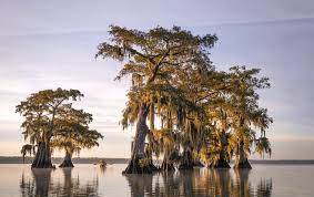 Wallpapers tagged with this tag. United States Caddo Lake Louisiana Hd Wallpaper Hintergrund 1999x1256 Id 1091036 Wallpaper Abyss