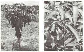 Ultra high density mango (uhd) planting complete! Pdf Tree Spacing Trends And Options For Yield Improvement In Mango Semantic Scholar