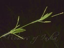 Image result for Hackelochloa granularis