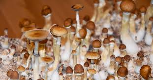 There are over 180 types of magic mushrooms all with different potency levels (some 12x more than others) in different habitats throughout the world. Magic Mushrooms And Mental Health Therapy