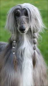 Pin By Laura Agee On Animals Dogs Afghan Hound Dog Breeds