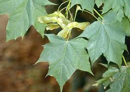 The fall color of the endowment is yellow to red, indicating a somewhat southern provenance. Species Acer Platanoides