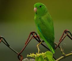 Tiger shovelnose catfish for trade tt$1. Green Rumped Parrotlet Parrotlet Pet Birds Parrot