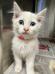 Image result for kittens