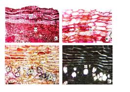 Image result for Secamone africana