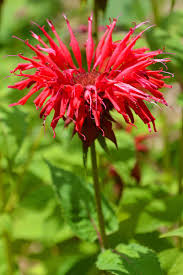 How To Plant And Grow Bee Balm Gardener S Path