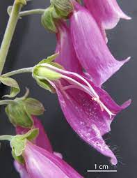 Rapid evolution of a floral trait following acquisition of novel  pollinators - Mackin - 2021 - Journal of Ecology - Wiley Online Library