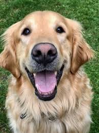 Today is National Dog Day! What a perfect day to give our favorite furry  friends the extra attention they deserve! If your camera roll is filled  with photos of your dogs comment