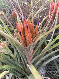 Image result for Searsia monticola