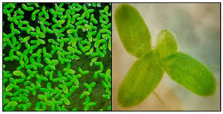 Image result for Lemna minor