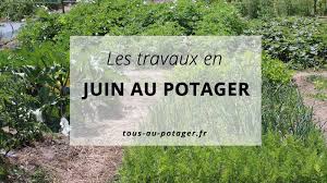 Faites cuire les patates douces à la vapeur après les avoir lavées soigneusement puis épluchées. Les Travaux Du Mois De Juin Au Potager Bio Tous Au Potager