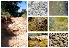 Inground fiberglass pool/as built b4 final. Water Free Full Text Conservation And Management Of Isolated Pools In Temporary Rivers Html