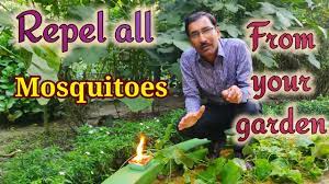 The most effective way to control locusts organically is to keep chicken or ducks in your yard and garden. How To Repel Mosquitoes From Your Garden Youtube