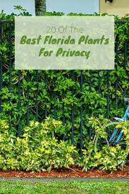 Plants that offer height and screening potential are a great way to achieve privacy and tranquillity. Best Plants To Grow For Privacy In Florida 20 Easy To Grow Privacy Plants
