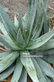 Image result for Asphodelaceae