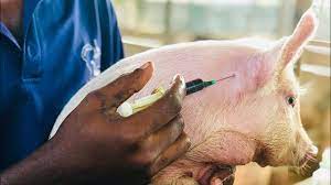 best pig feed