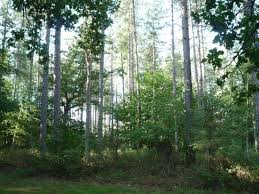 Sologne Sud Saint Viatre Propriete Forestiere De 63 Ha Majorite Feuillus Chenes Et Bouleaux Tres Belle Sapiniere Laricio De 10 Ha Sologne Forestier Foret