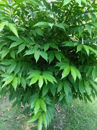 Image result for Artabotrys