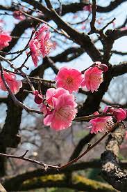 Cherry Blossoms Japan Japan Holiday Experience Asia Tours
