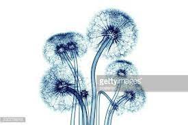 Dandelion Xray Xray Art Dandelion X Ray