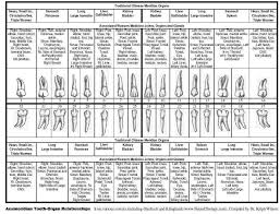 Dentistry Health Tooth Meridian Chart