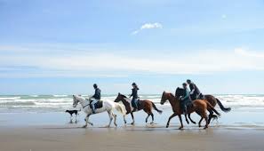These many pictures of pony ride birthday invitations list may become your inspiration and informational purpose. Muriwai Beach Horse Treks In Auckland My Guide Auckland