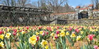 Spring flowers to plant in nc. Biltmore Blooms Asheville April 1 May 27 2021